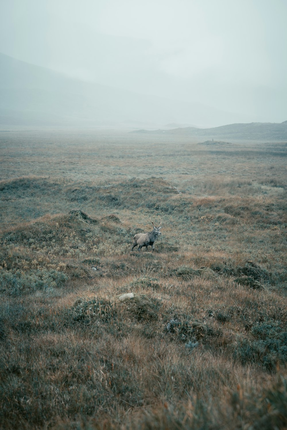 a bird is standing in a field on a foggy day