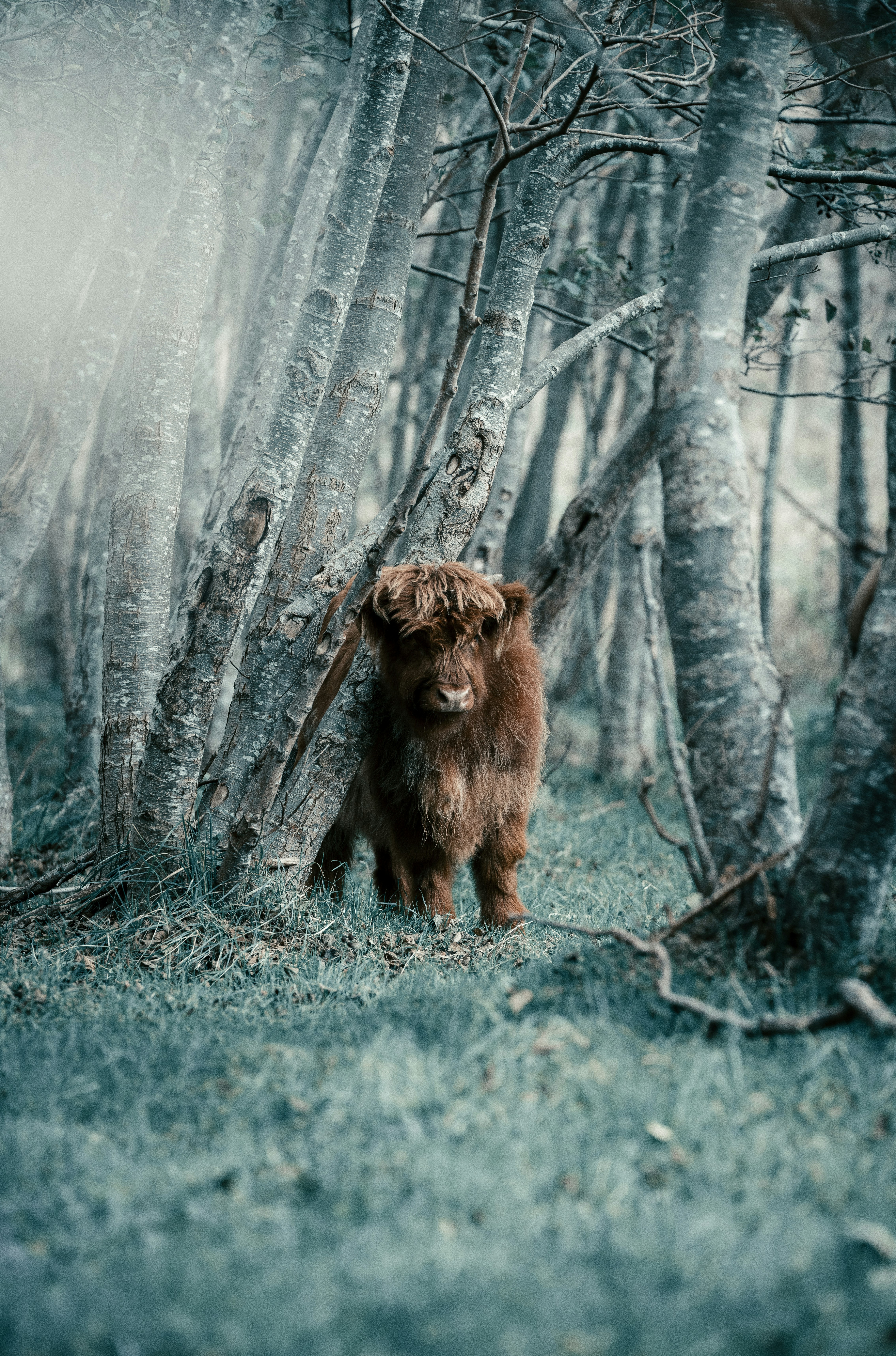 숲 한가운데에 서 있는 갈색 개