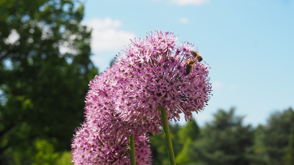 a purple flower with a bee on it