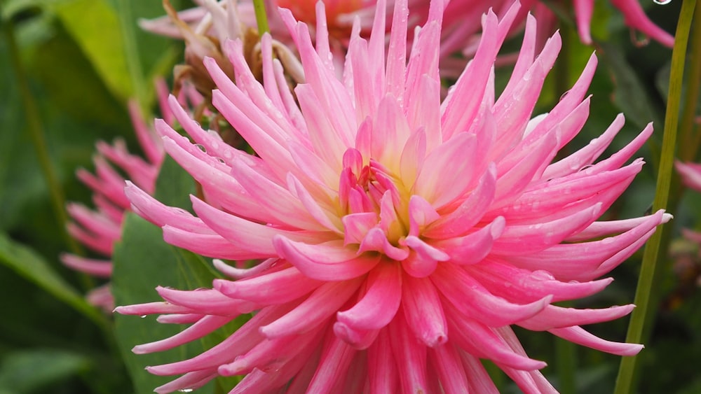 a close up of a pink flower with green leaves