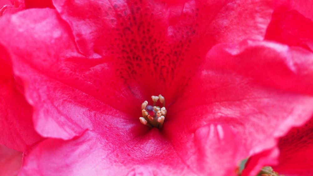 a close up of a pink flower that is blooming