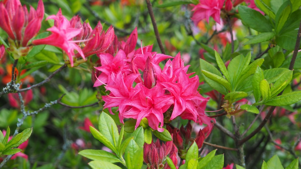 a bunch of pink flowers that are blooming