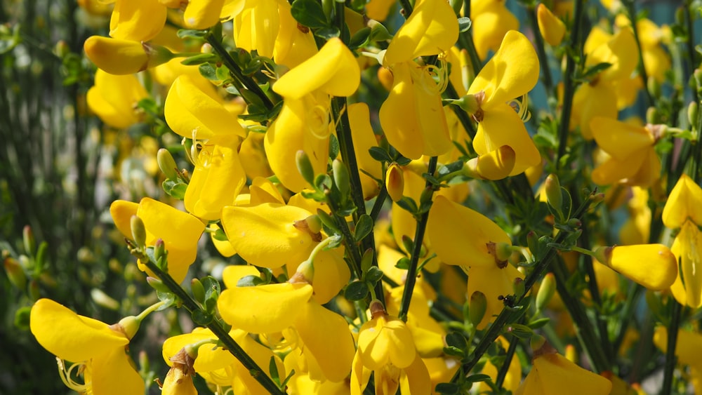 a close up of a bunch of yellow flowers