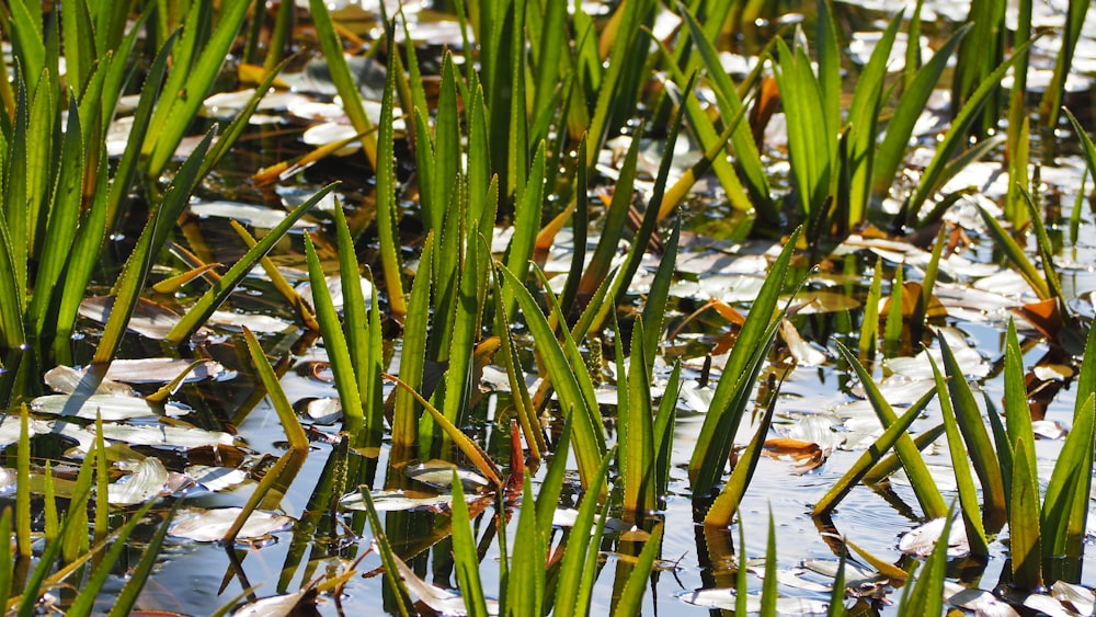a close up of some water plants in the water