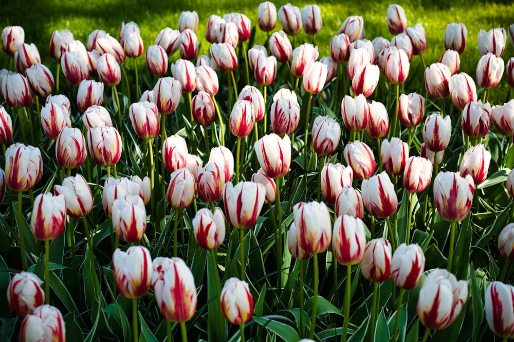 a field of red and white tulips in the sun