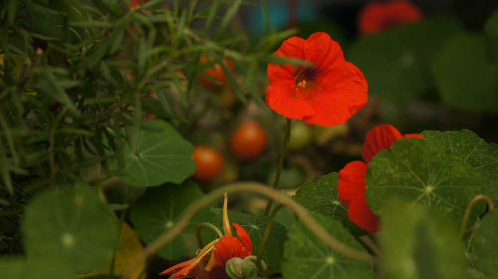 a close up of a red flower on a plant