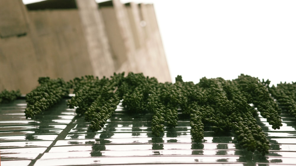 a bunch of green plants sitting on top of a metal grate