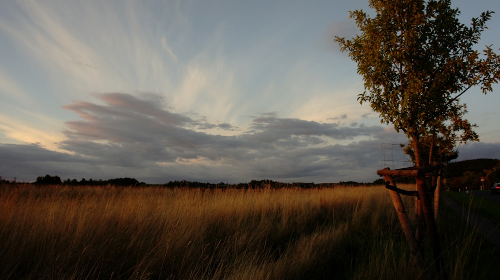 a tree in a field with a cloudy sky in the background