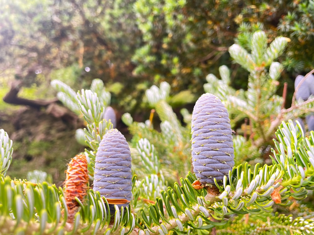 a group of pine cones growing on a tree
