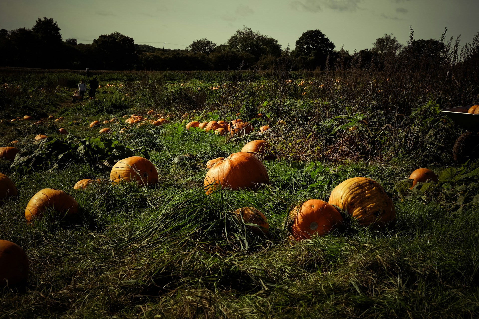 a field filled with lots of pumpkins sitting on top of a lush green field