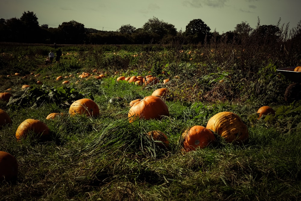 a field filled with lots of pumpkins sitting on top of a lush green field