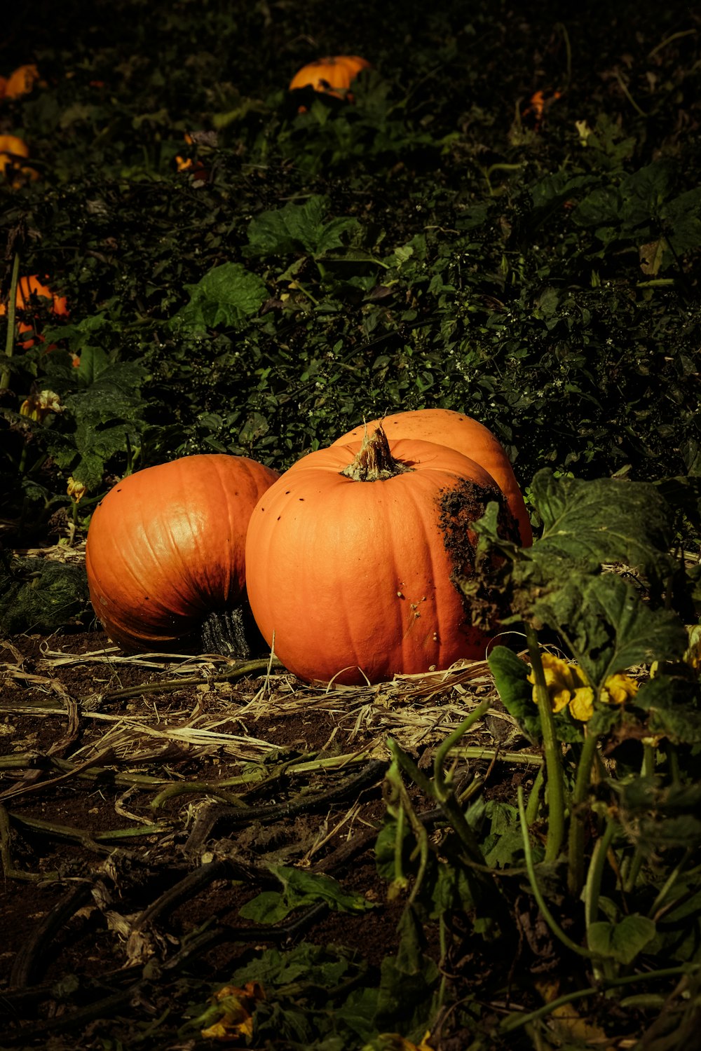 a couple of pumpkins that are sitting in the grass