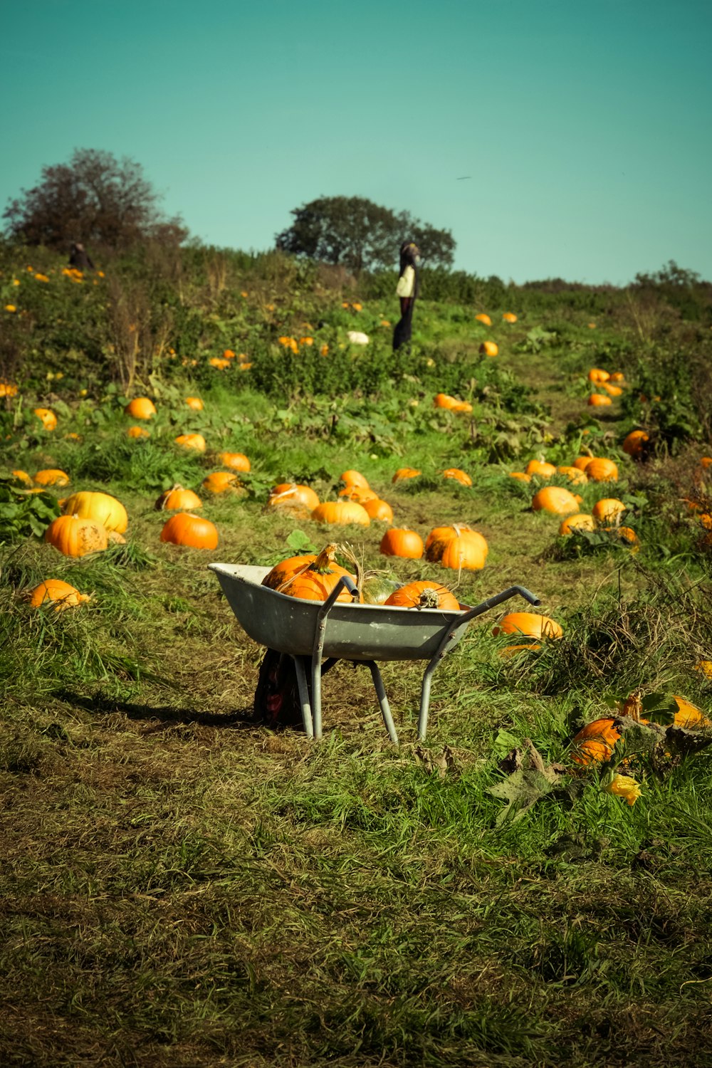 a wheelbarrow full of pumpkins in a field
