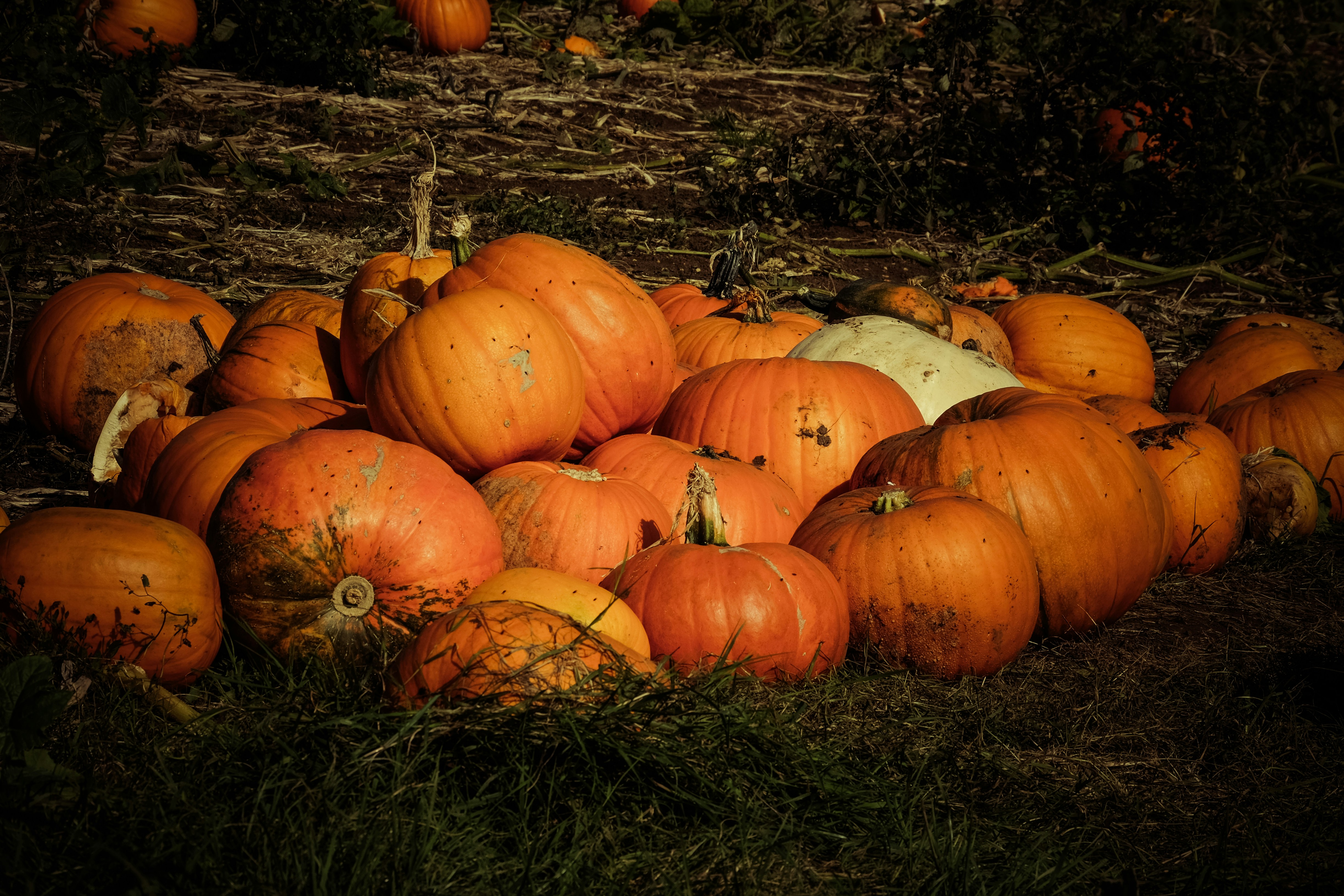 a pile of pumpkins sitting in the grass