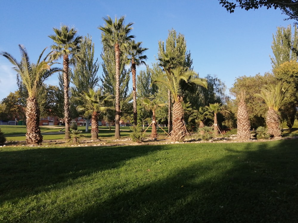 a group of palm trees in a park