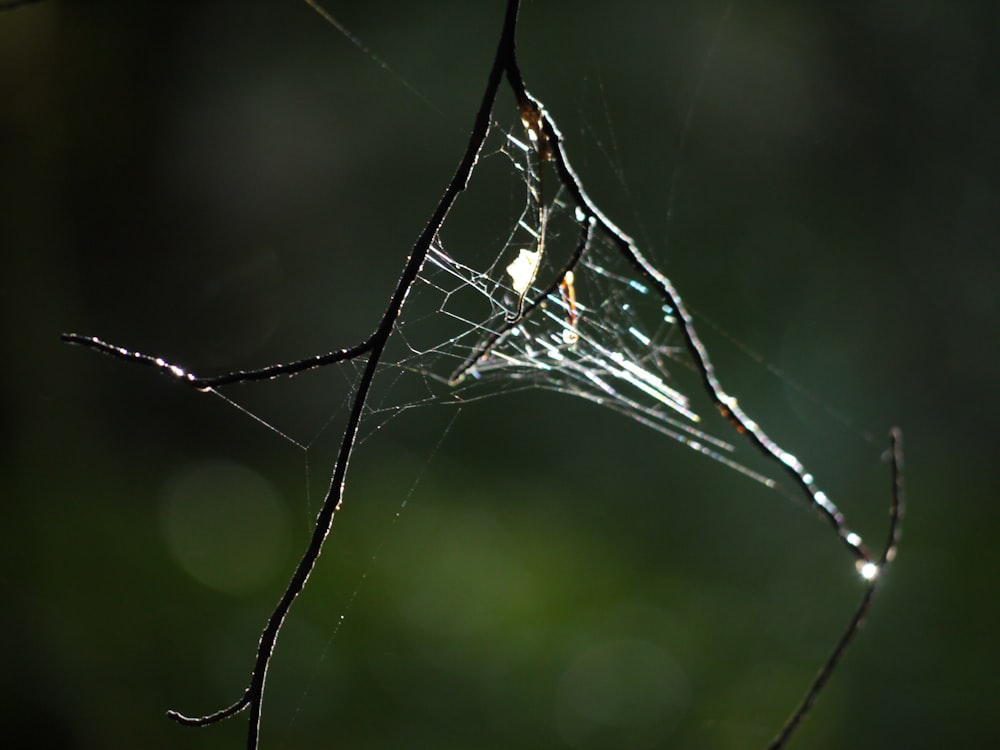 a close up of a spider's web on a tree branch