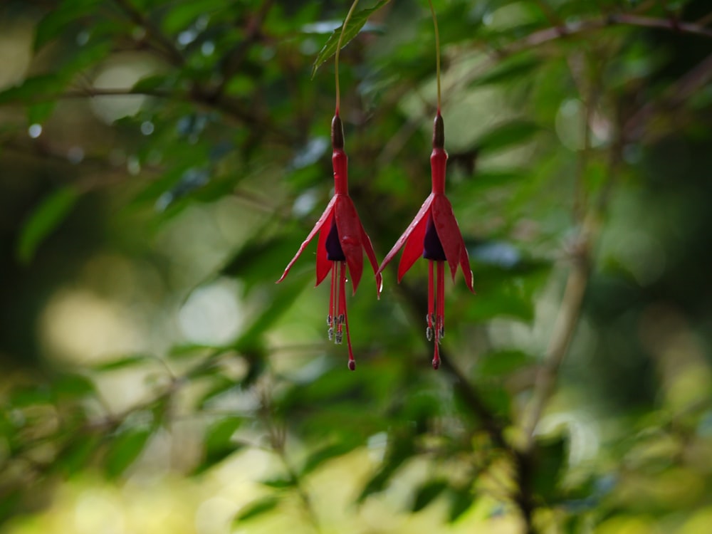 a couple of red flowers hanging from a tree