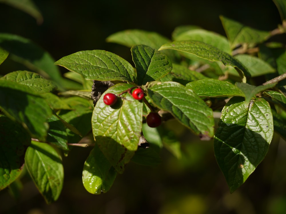 a close up of some leaves and berries on a tree