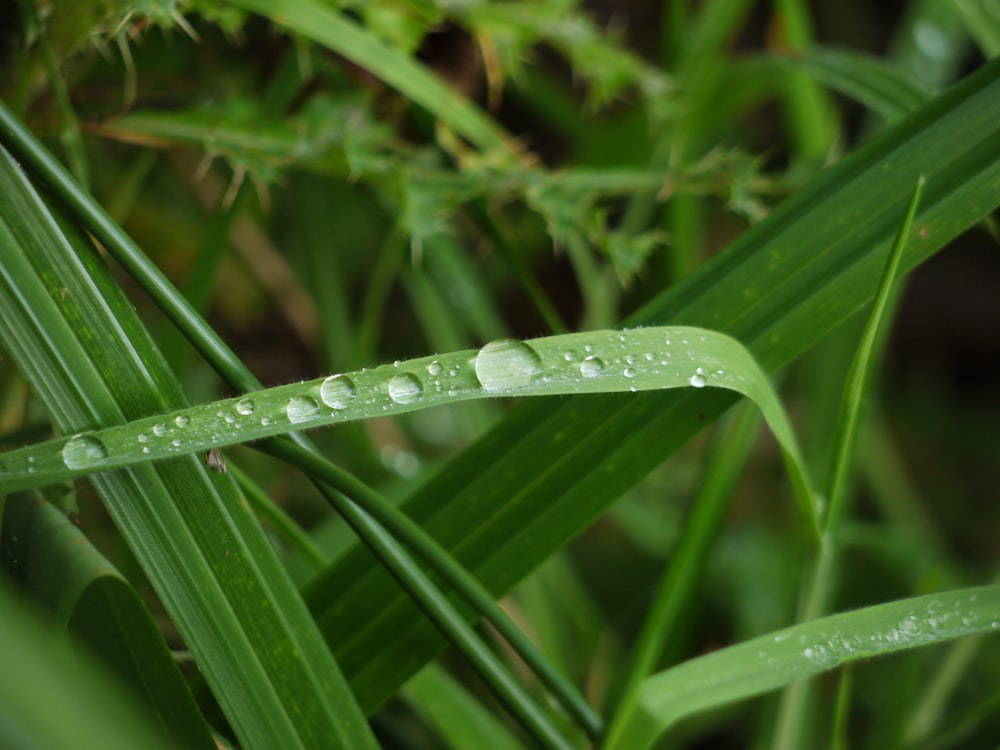 a close up of a leaf with water droplets on it