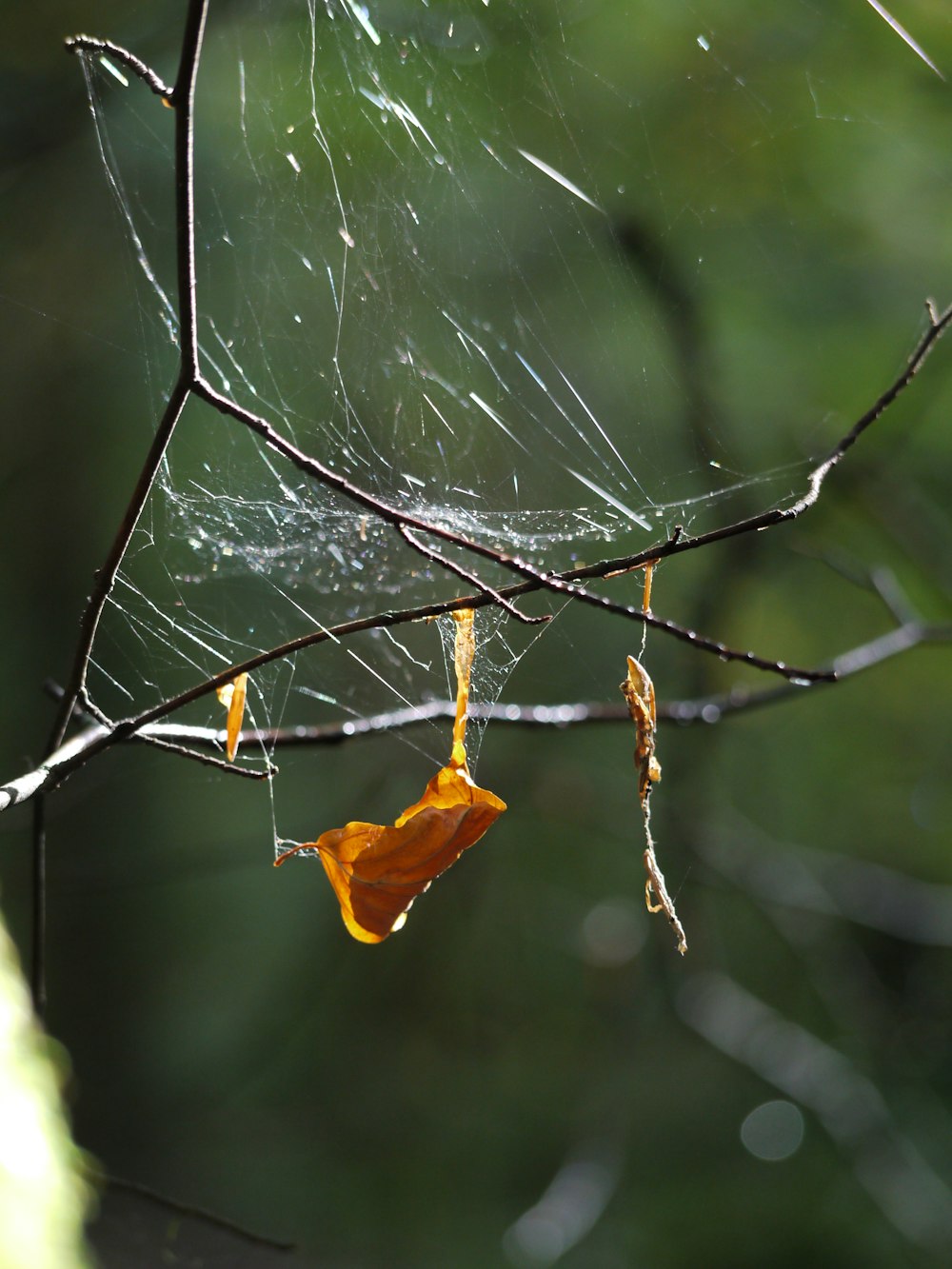 a spider web hanging from a tree branch