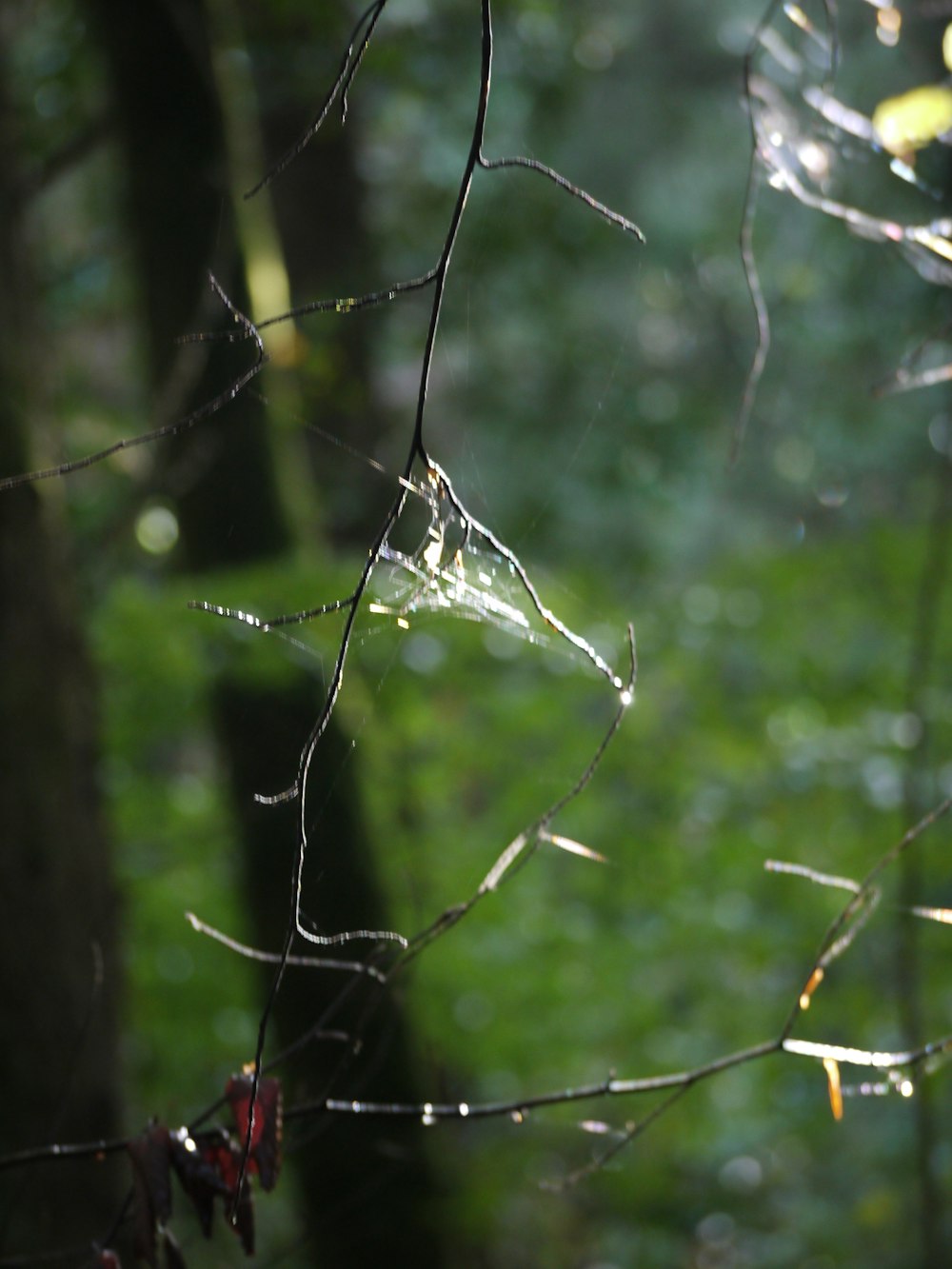 a close up of a tree branch with water droplets on it