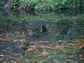 A water feature is surrounded by lush greenery. The water is visible and reflects the surrounding vegetation. There are several scattered leaves floating on the water's surface. A small opening or cave-like structure is visible in the stone backdrop.