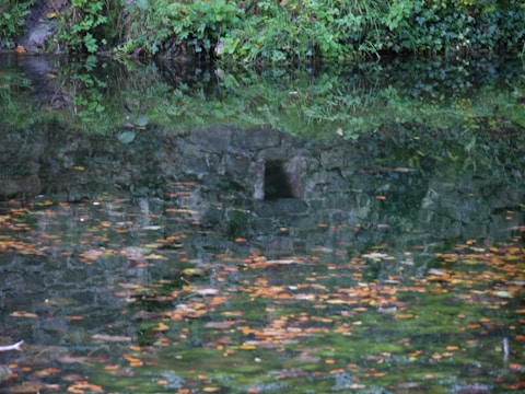 A water feature is surrounded by lush greenery. The water is visible and reflects the surrounding vegetation. There are several scattered leaves floating on the water's surface. A small opening or cave-like structure is visible in the stone backdrop.