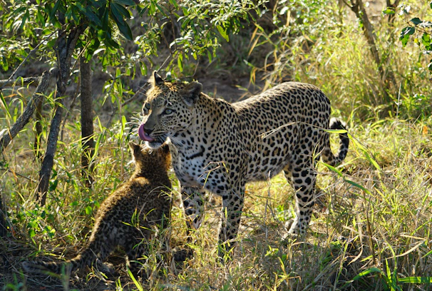 A leopard and its cub are positioned in a grassy, sunlit area. The adult leopard has its tongue out, and the cub appears to be looking up at it. The surroundings are lush with green vegetation and some branches, indicating a natural, wild habitat.