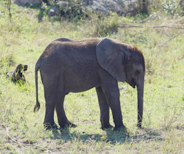 A close-up of a curious young elephant calf standing among the tall grasses of the savannah at sunrise.