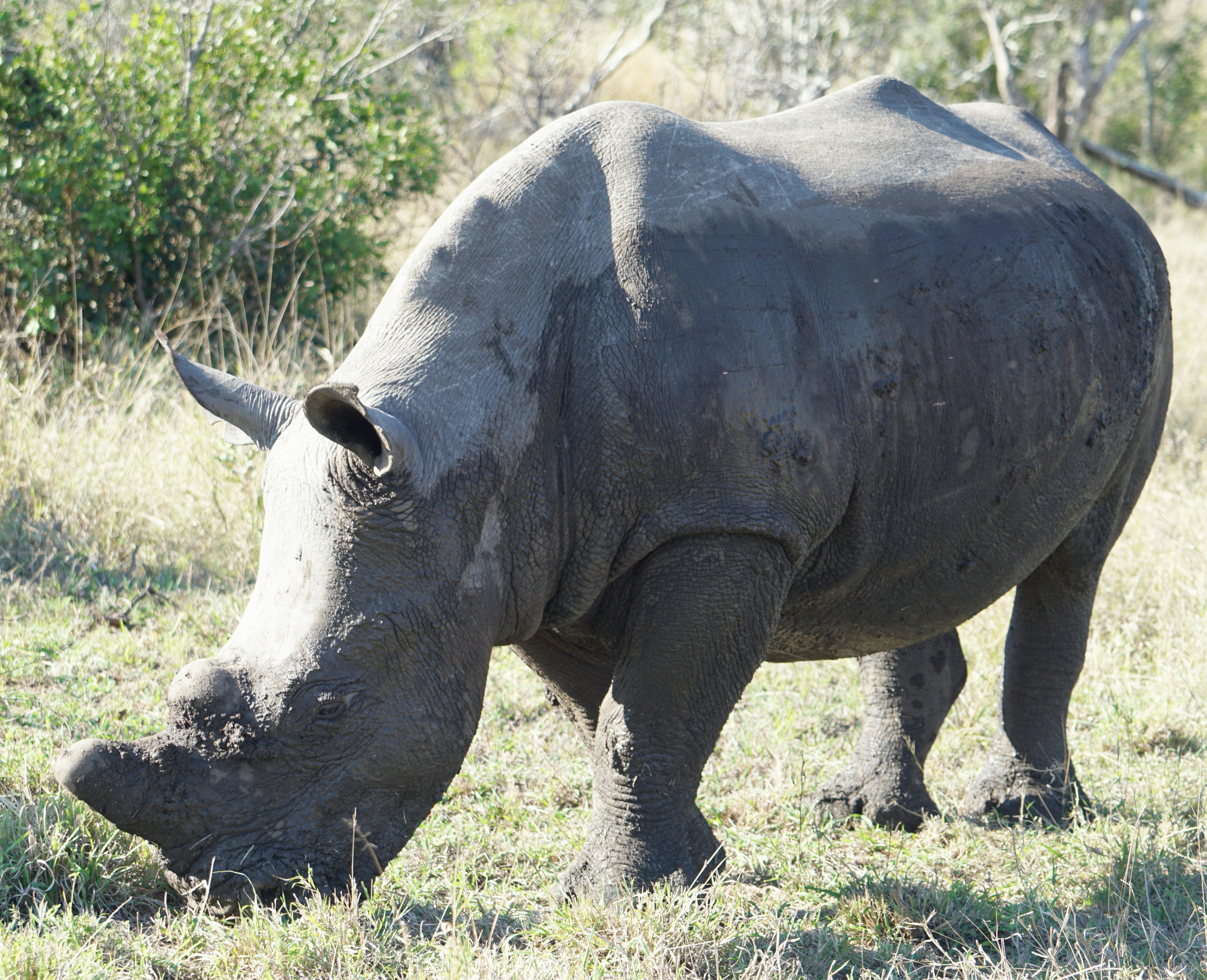 Zúfala evakuácia: Zachrániť jávskeho nosorožca pred vyhynutím?