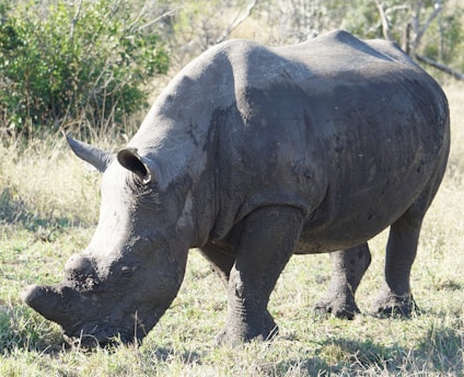 A large rhinoceros stands in a grassy area. Its thick, gray skin is covered in patches of mud, and it has a prominent horn on its snout. The background consists of wild foliage and sparse trees.