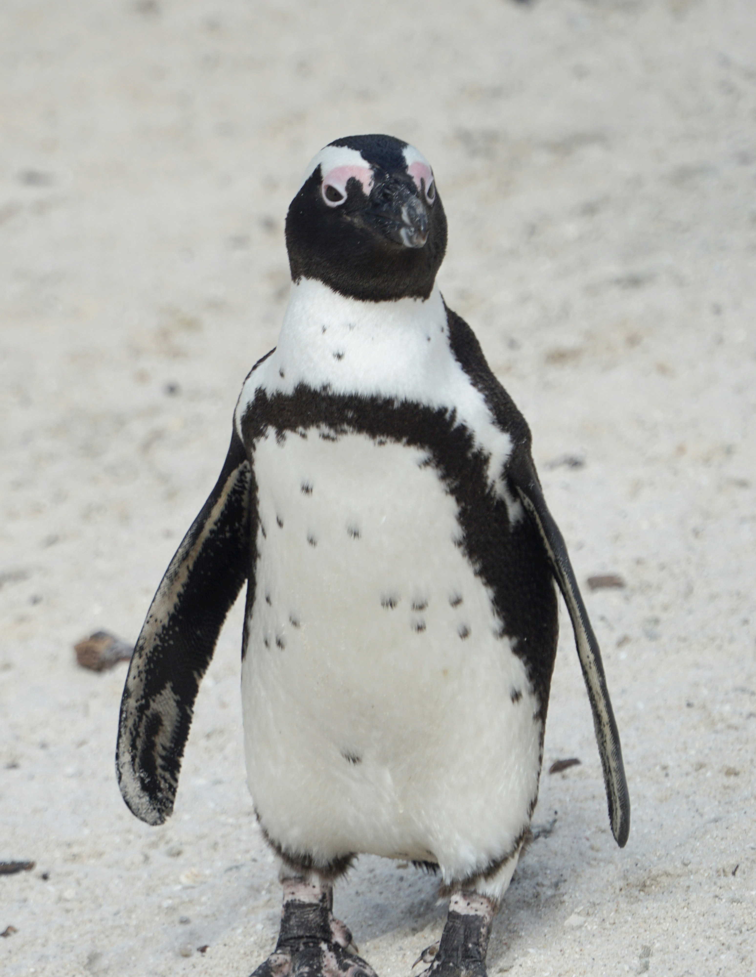 Baby Penguin Pictures | Download Free Images on Unsplash, image size:3000x3876