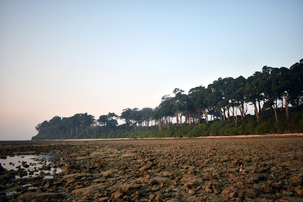 a rocky beach with trees and water in the background