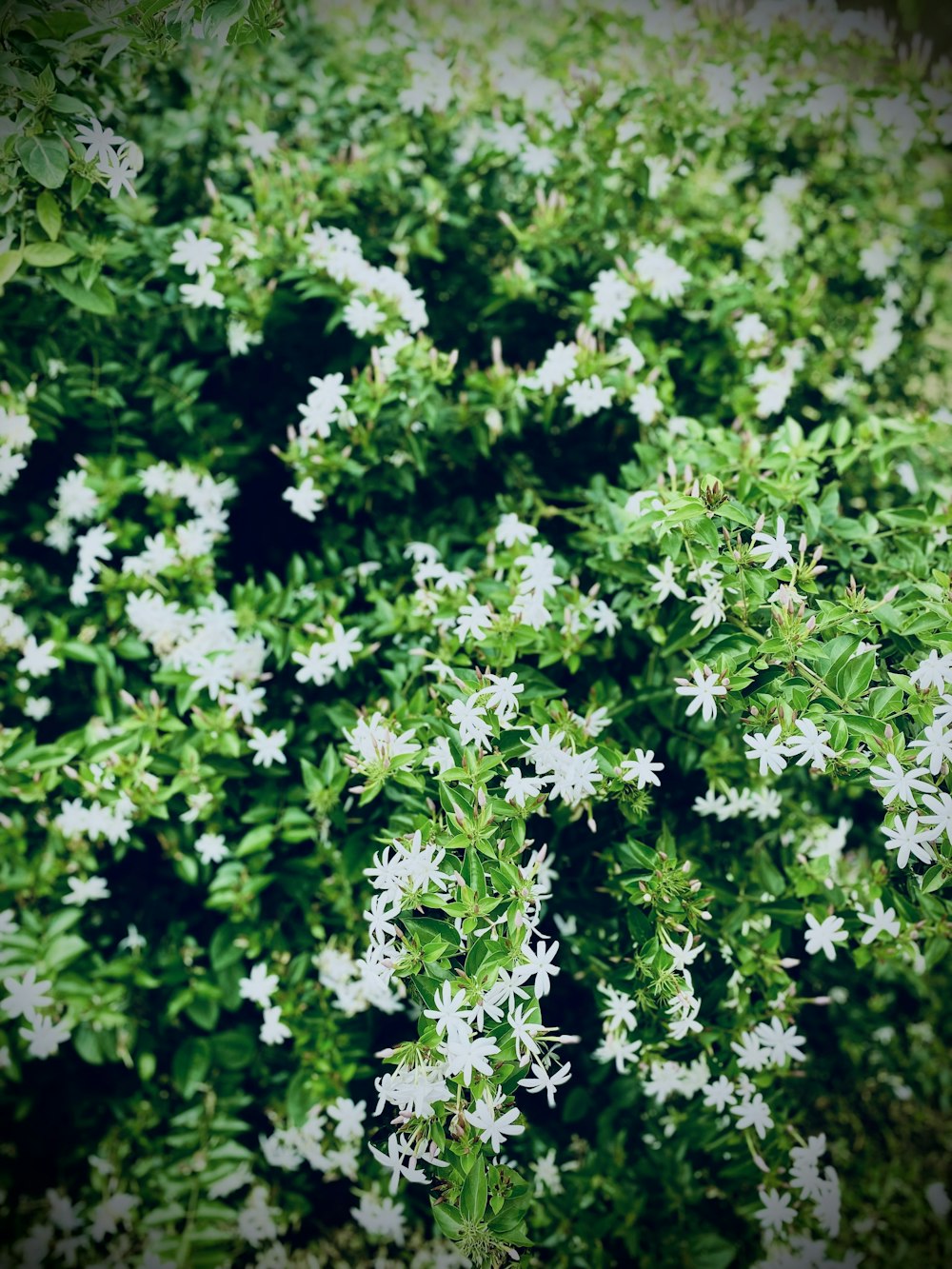 a close up of a plant with white flowers