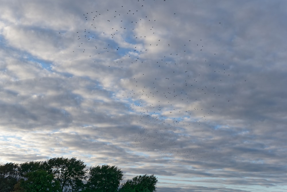 a flock of birds flying through a cloudy sky