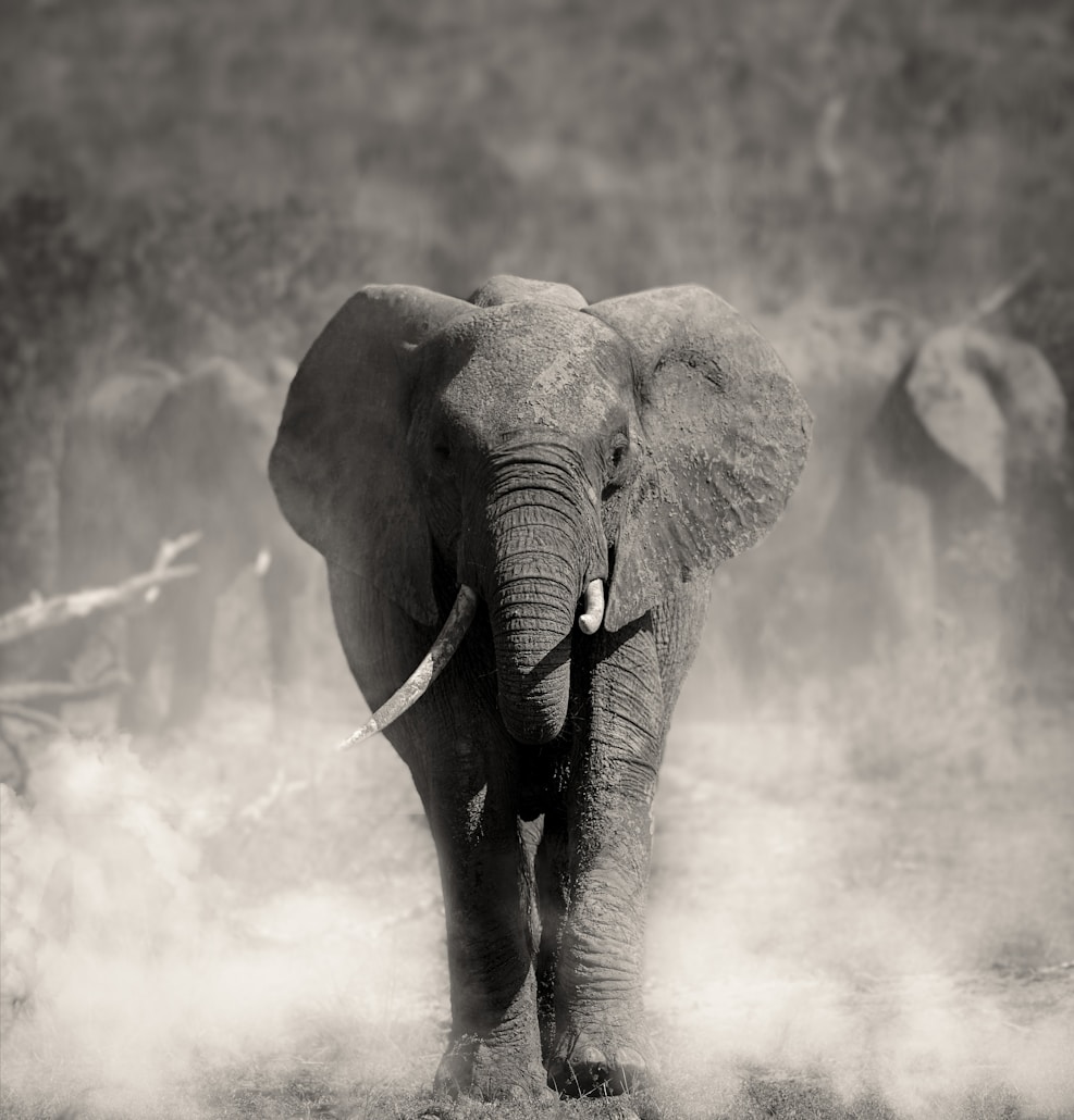 an elephant is walking through the dust in a black and white photo