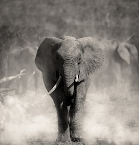an elephant is walking through the dust in a black and white photo