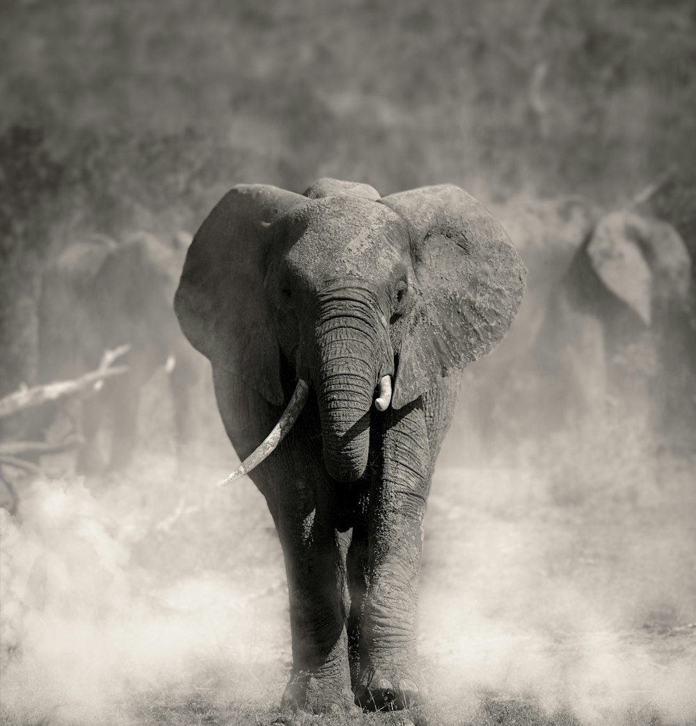 Um elefante está andando através da poeira em uma foto em preto e branco