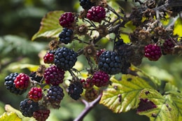 a bunch of berries hanging from a tree