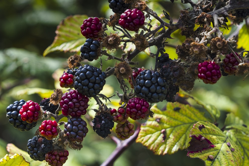 ein Strauß Beeren, der an einem Baum hängt