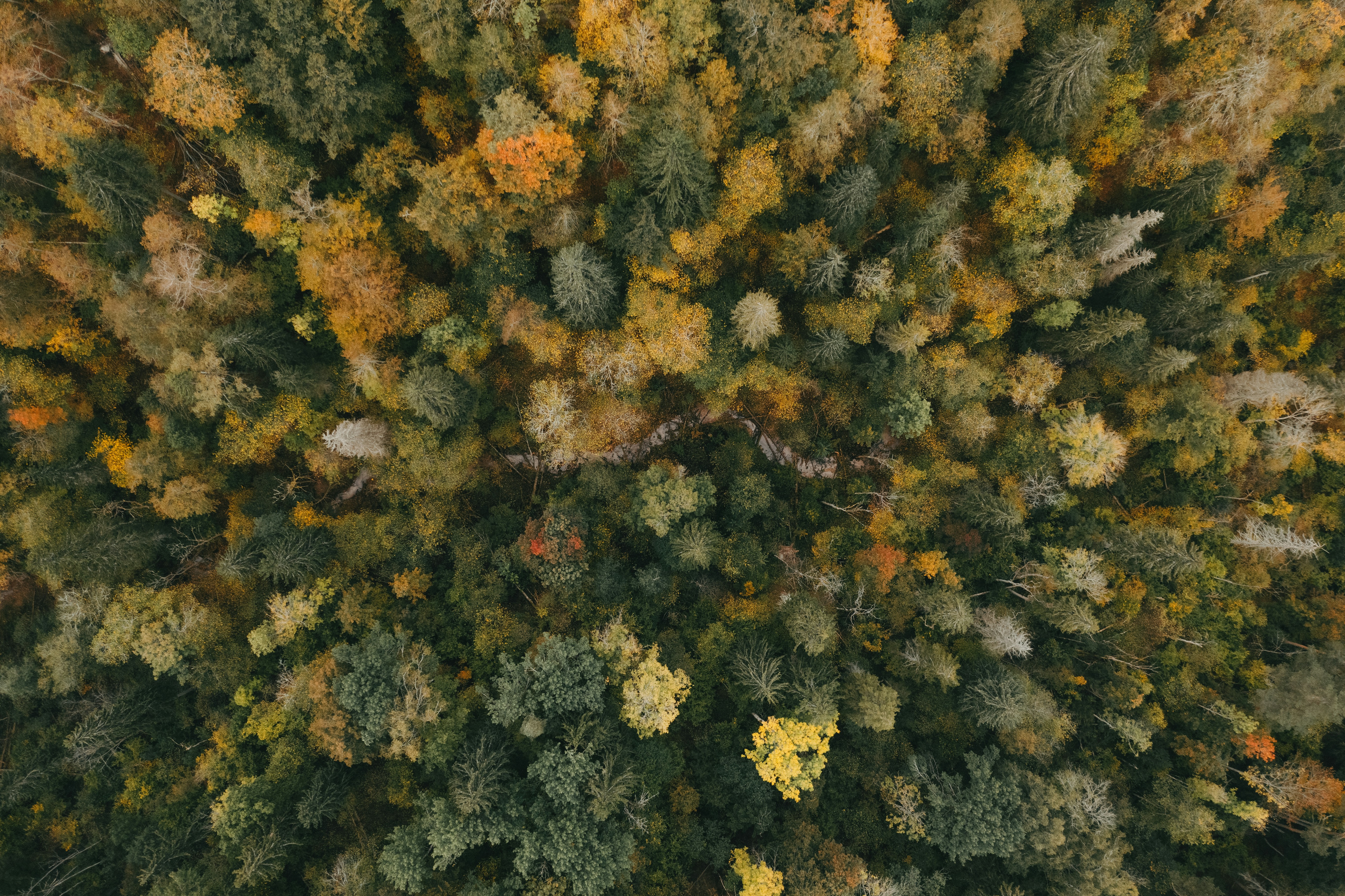 An aerial view of a forest with lots of trees photo – Free Latvia Image ...