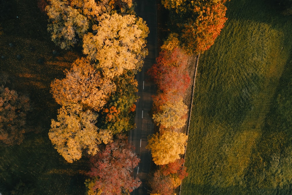 an aerial view of a road surrounded by trees