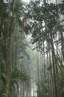 A lush Peruvian Amazon rainforest with dense green foliage and mist.