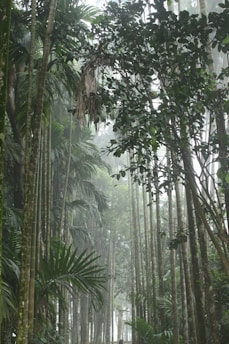 A dense tropical rainforest with tall trees and a misty atmosphere. The foliage is abundant, with large leaves and towering trunks creating a lush canopy.