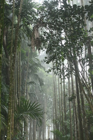 A dense, misty rainforest in the Congo Basin with towering ancient trees.