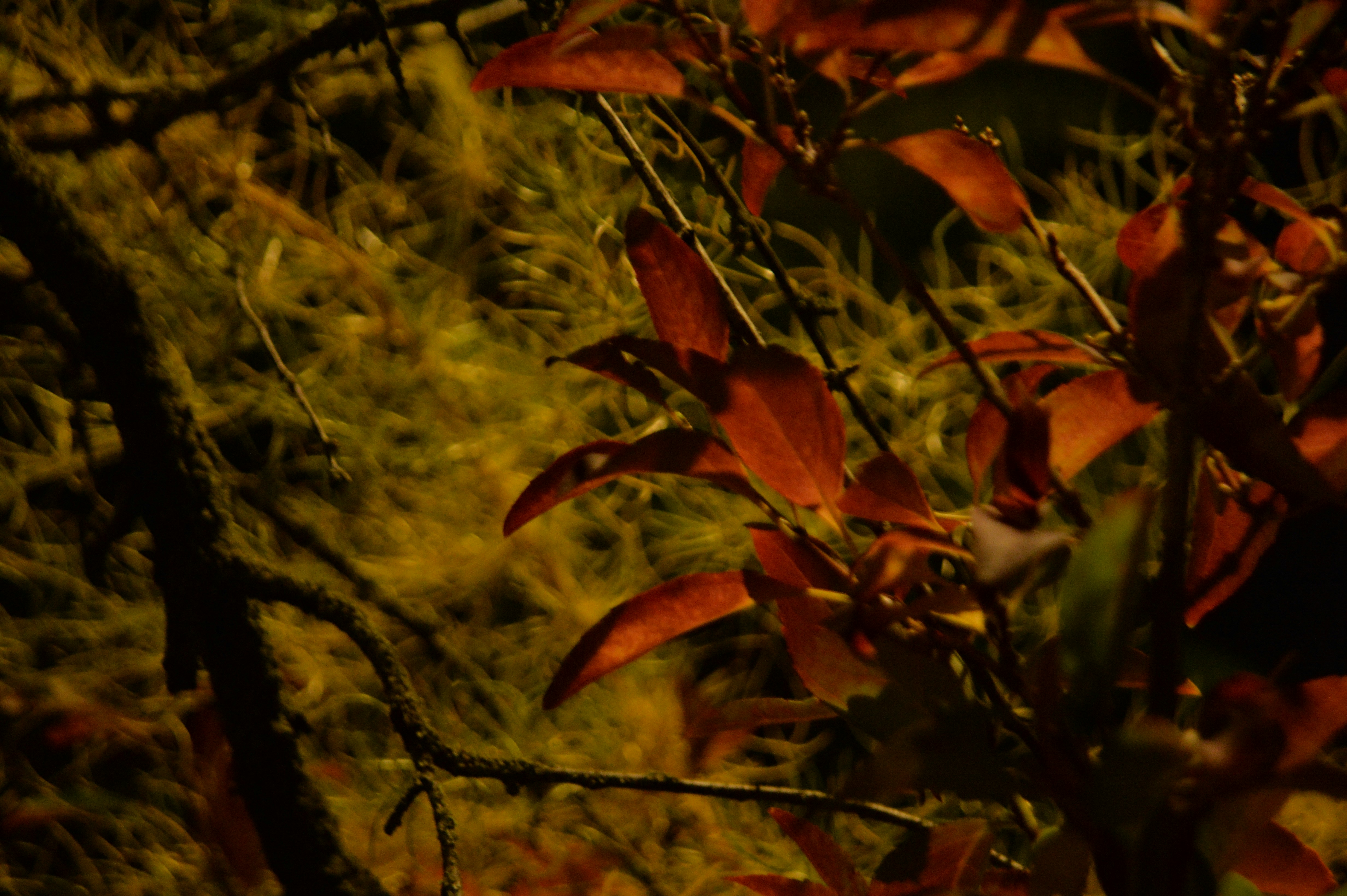 Photo by baliko_andras