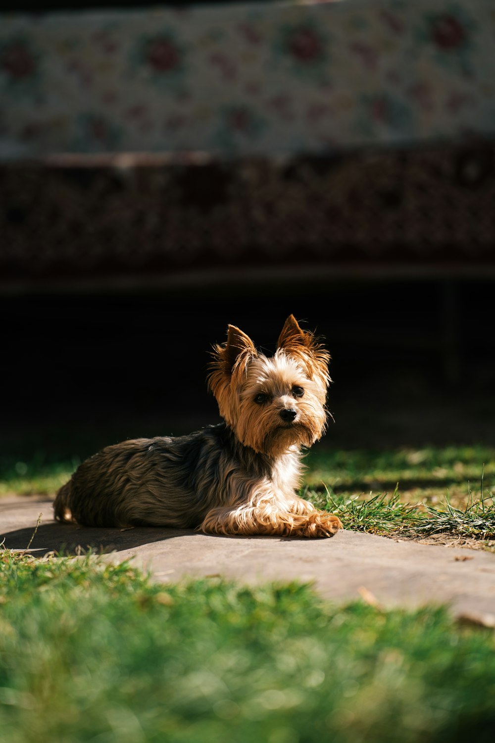 a small brown and black dog laying in the grass