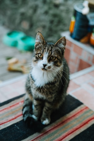 A tabby cat with white fur on its chest and paws sits on a textured rug, looking directly at the camera. Background includes out-of-focus objects and muted colors, possibly indicating an outdoor setting.