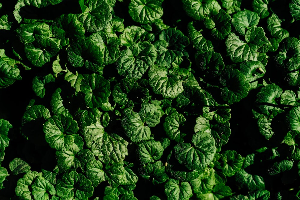 Un primer plano de un manojo de hojas verdes