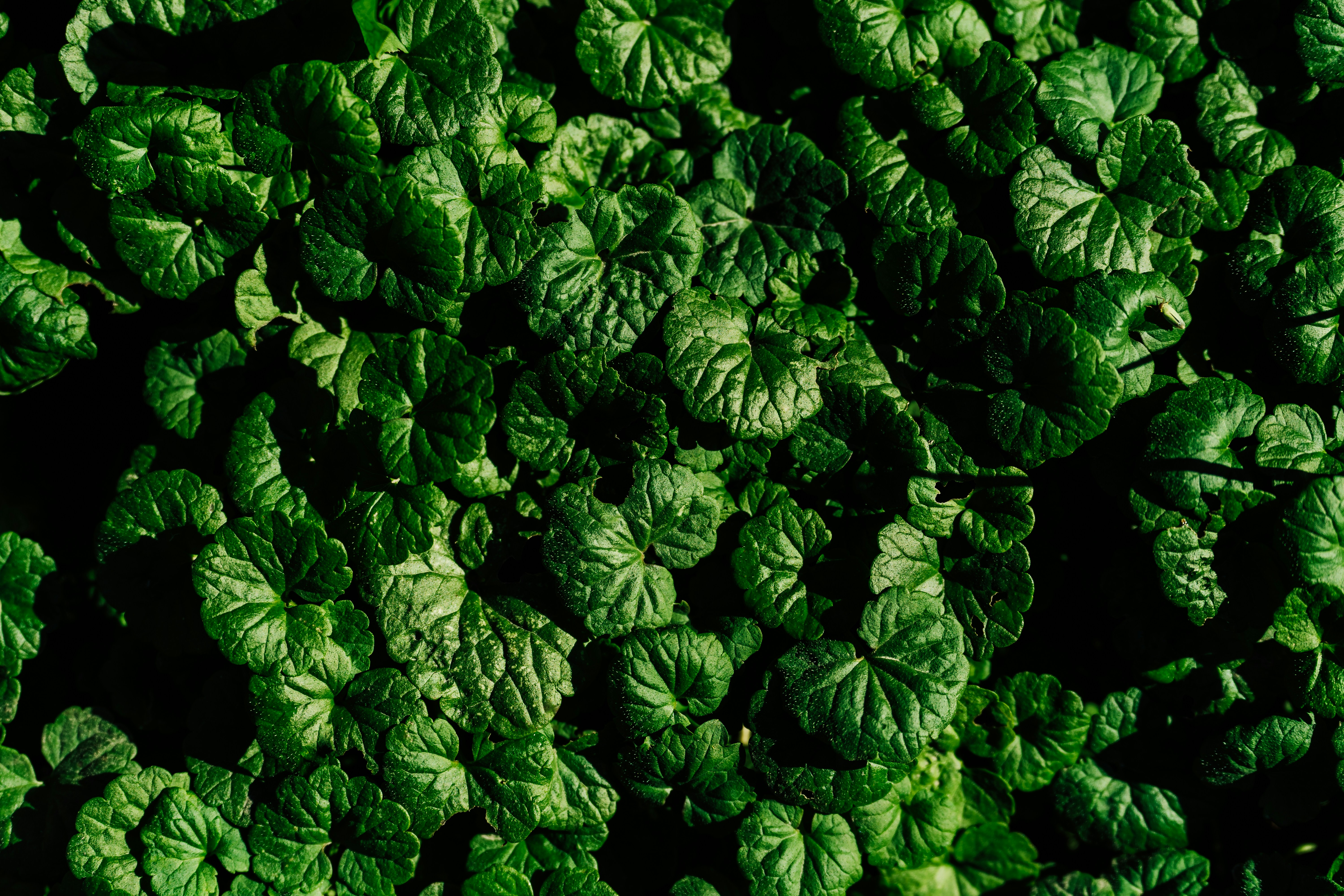 Oxalate-Friendly Grocery Shopping Tips